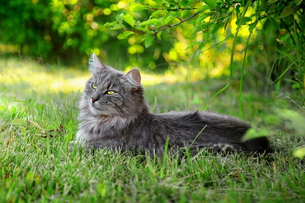 Faule Katzen im Freien