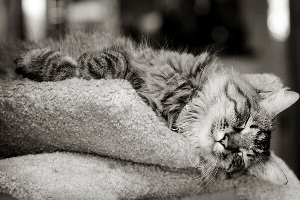 Gato dormido. Gato en la almohada