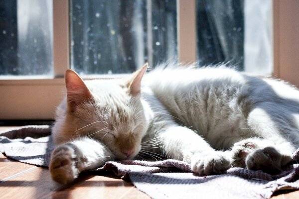 Hermoso gato durmiendo cansado