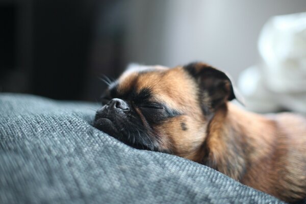 Cane sveglio che dorme sul cuscino