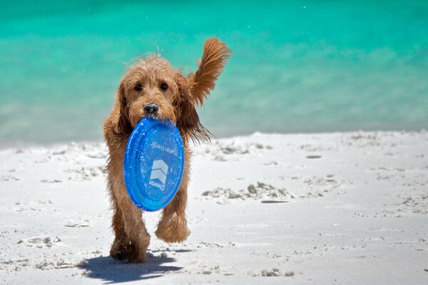 Pies biegnie po piasku na plaży i niesie frisbee