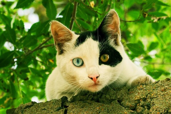 Yeux colorés de chat mignon