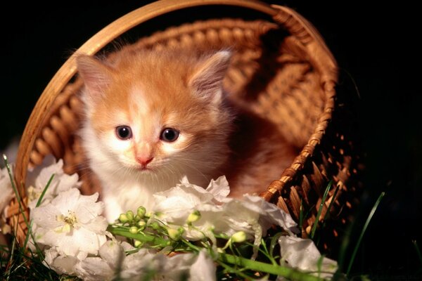 Gatito con flores en una cesta de mimbre