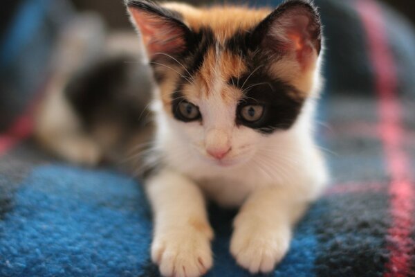 The domestic kitten is white with black and red spots