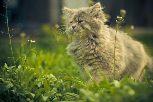 Die Katze kaut vor Glück auf dem Rasen