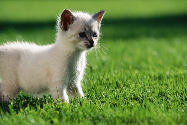 Gatito blanco de pie en la hierba