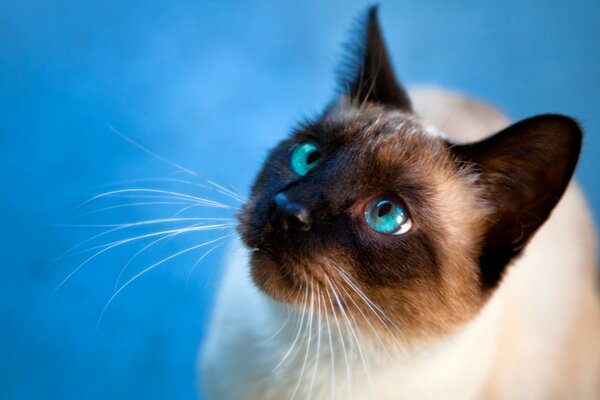 Gato Siamés con ojos azules