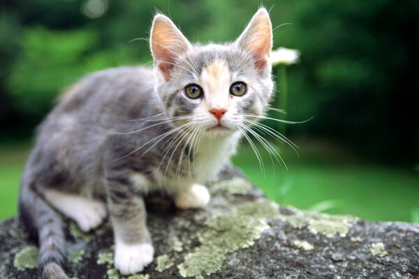 Gatito en una piedra de color gris-blanco