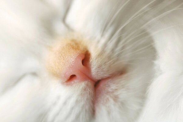 Portrait of a sleeping white kitten