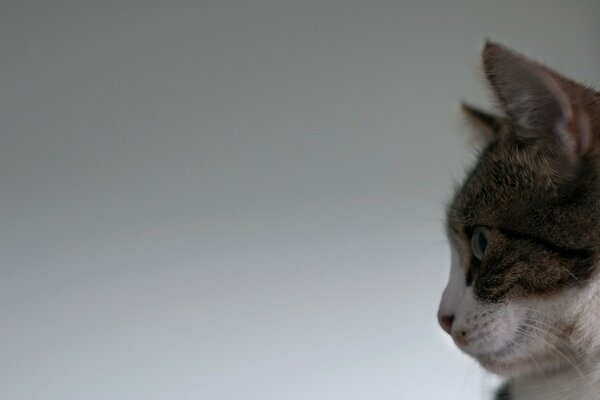 The cat s face in profile on a gray background