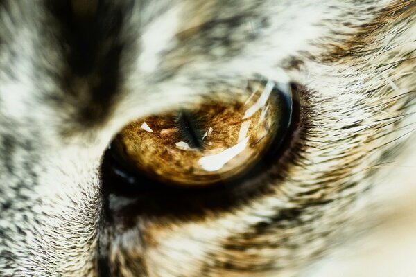 Beautiful cat s eye close-up