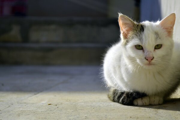 Lindo gato esperando al dueño