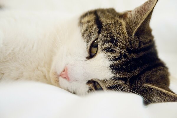 A sleepy cat on a white blanket