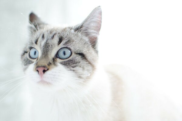 Blauäugige Katze überrascht mit der Schnauze