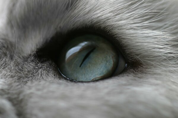 The blue eye of a fluffy cat