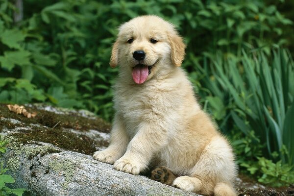 Cute joyful dog sitting in nature