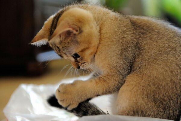 Mignon chat joue avec sa queue