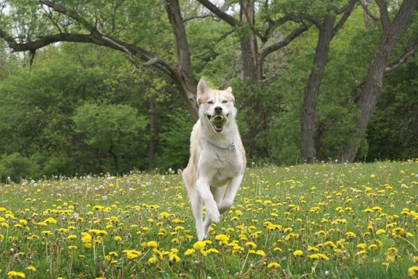 A joyful dog runs through a field with dandelions