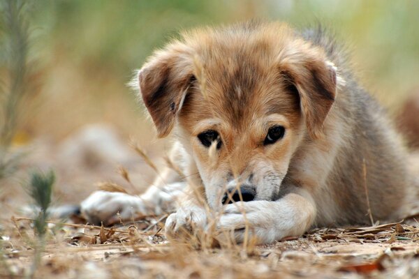 Cucciolo carino si trova e guarda in lontananza