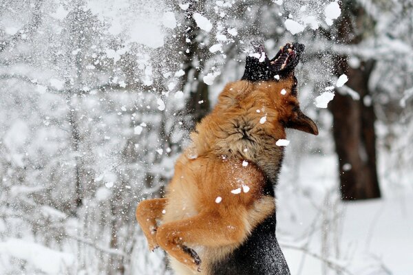 Hund im Wald fängt Schnee