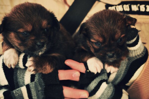 Fille tenant deux chiots mignons