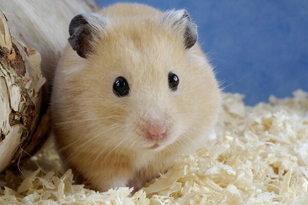 Big-eyed fluffy hamster in sawdust