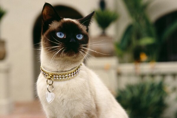 Le chat aux yeux bleus fera connaissance avec le chat