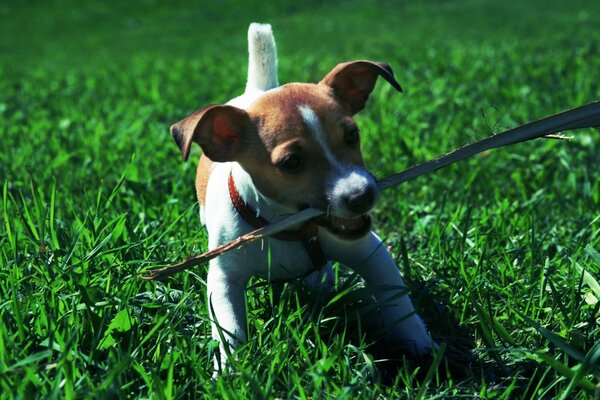 A dog with a stick is playing on the lawn