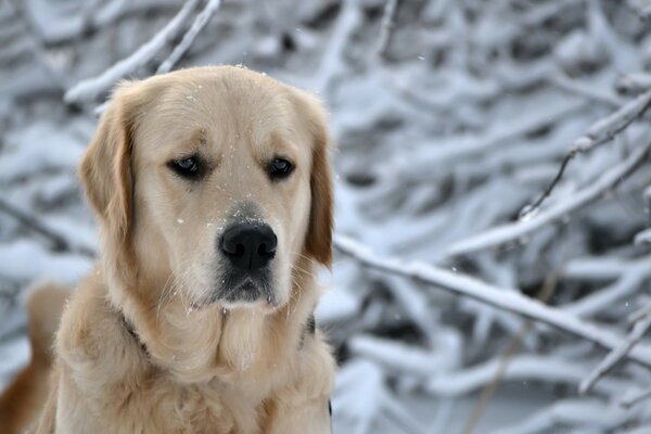 Sad dog in the winter forest