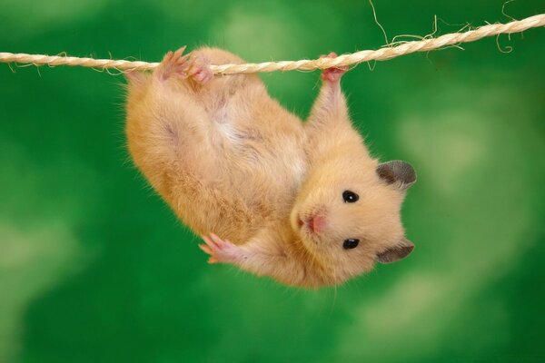 The hamster holds on to a string with its paw and hangs on a green background