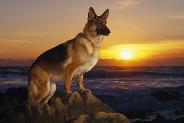 Cane sulla pietra sullo sfondo del tramonto