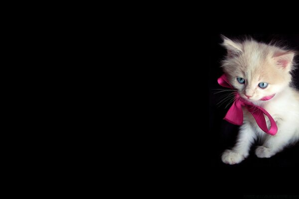 A kitten with blue eyes and a pink bow on a black background