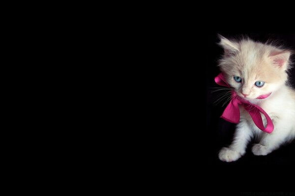 Gatito con ojos azules y lazo rosa sobre fondo negro