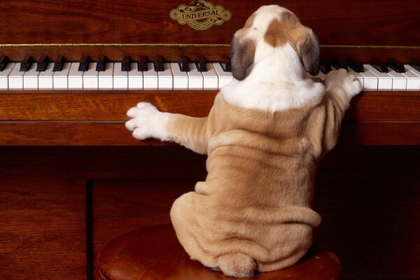 The image of a dog playing the piano