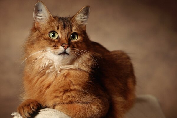 Expresión ligeramente sorprendida de la cara de gato