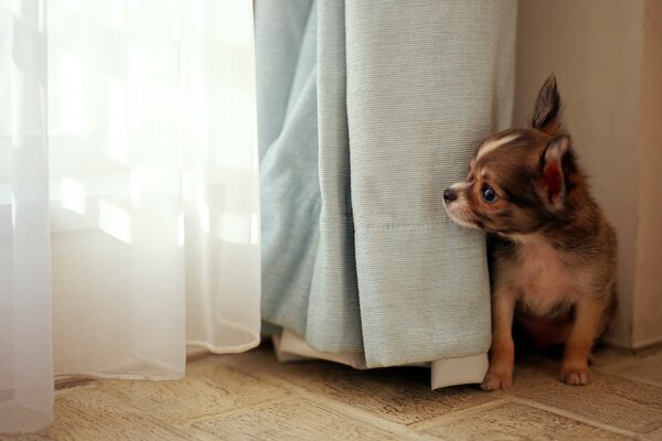 Cão curioso espreita por trás das cortinas
