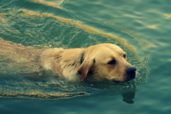 A dog diver is looking for a job