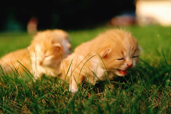 Lindos gatitos en la hierba verde