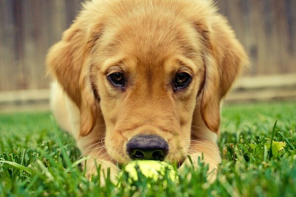 Chiot mignon avec une balle sur l herbe