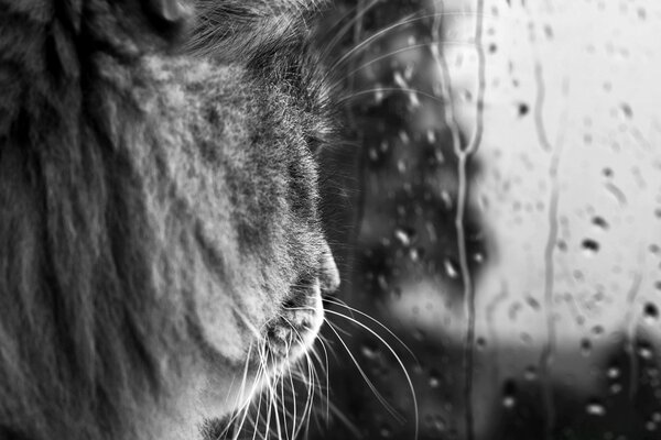 Gato cinzento observando a chuva