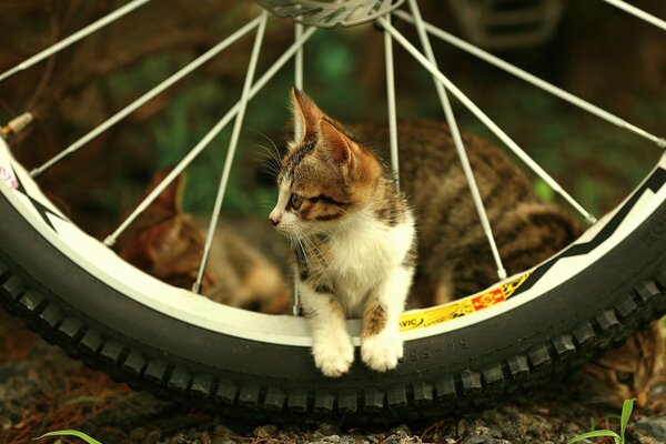 Cute kitten sitting between the spokes of a bicycle wheel