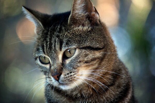 La triste mirada de un hermoso gato