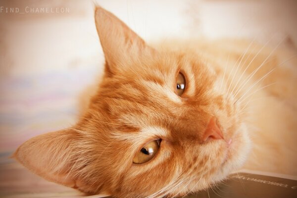 Kızıl saçlı bir kedinin kurnaz gözleri