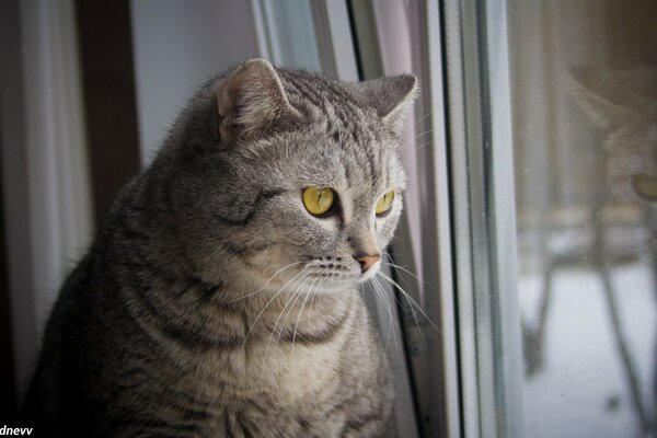 Gato Mira la foto de la ventana