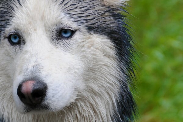 Portrait of a beautiful dog with blue eyes