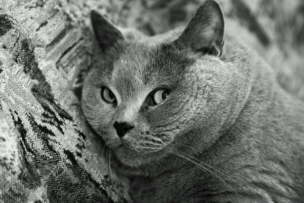 Foto Monocromática de un gato grande