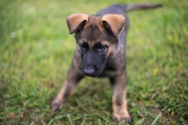 An adult puppy is playing in the grass