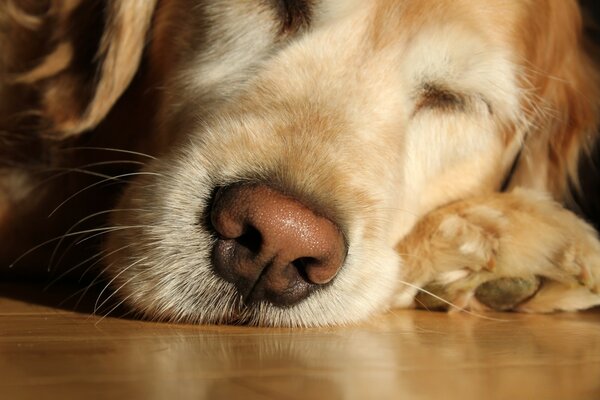 Cane che dorme tranquillamente sul pavimento