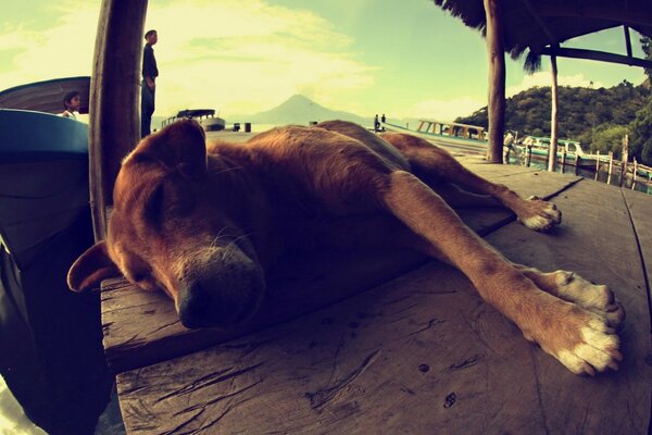 No soy un perro borracho, sino muy cansado.