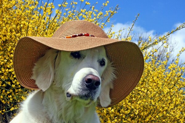 Doğanın arka planına karşı şapkalı sevimli köpek